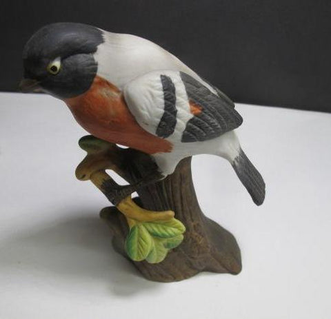 Bull Finch bird